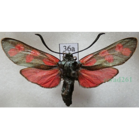 Zygaena filipendulae (Linnaeus, 1758) Kraśnik sześcioplamek Deutschland36a